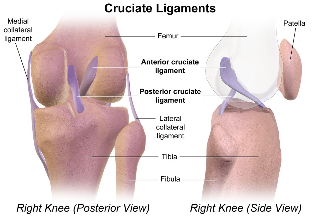 Cruciate Ligaments